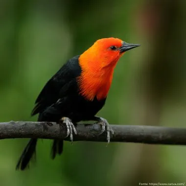 Cardeal-do-banhado | Scarlet-headed Blackbird