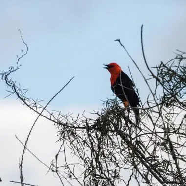 Cardeal-do-banhado | Scarlet-headed Blackbird