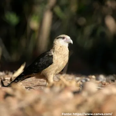 Carrapateiro | Yellow-headed Caracara