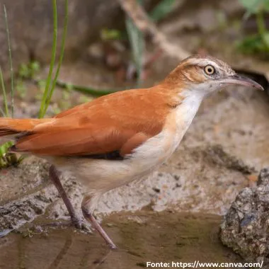 Casaca-de-couro-amarelo | Pale-legged Hornero