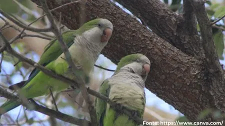 Caturrita | Monk Parakeet