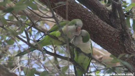Caturrita | Monk Parakeet