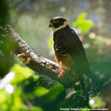 Cauré | Bat Falcon