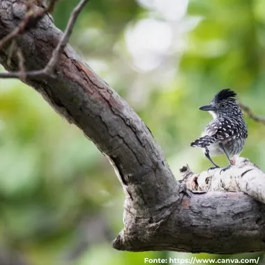 Choca-barrada | Barred Antshrike