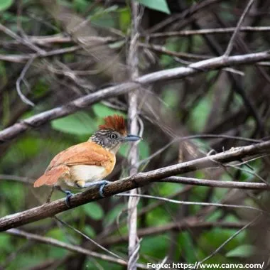 Choca-barrada | Barred Antshrike