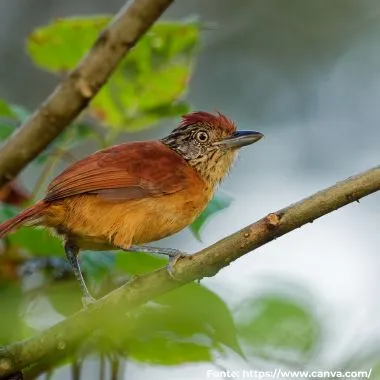 Choca-barrada | Barred Antshrike