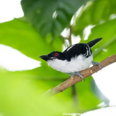 Choró-boi | Great Antshrike