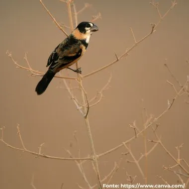 Coleiro-do-brejo | Rusty-collared Seedeater