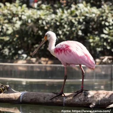 Colhereiro | Roseate Spoonbill