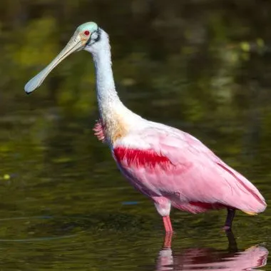 Colhereiro | Roseate Spoonbill