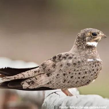 Corucão | Nacunda Nighthawk