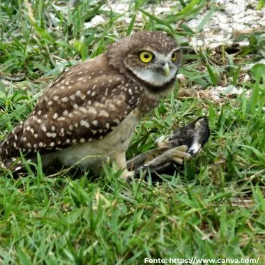 Coruja-buraqueira | Burrowing Owl