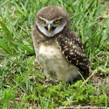 Coruja-buraqueira | Burrowing Owl