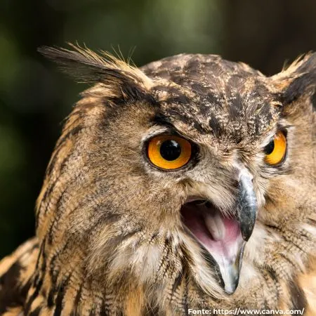 Corujão-orelhudo ou Jacurutu | Great Horned Owl