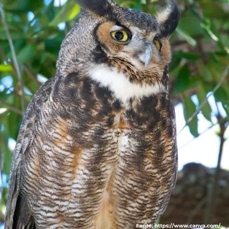Corujão-orelhudo ou Jacurutu | Great Horned Owl