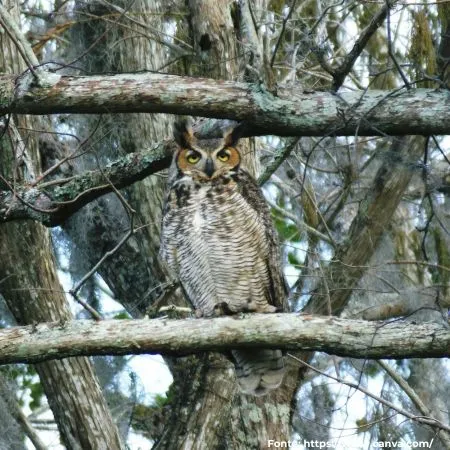 Corujão-orelhudo ou Jacurutu | Great Horned Owl