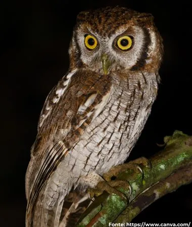 Corujinha-do-mato | Tropical Screech-Owl