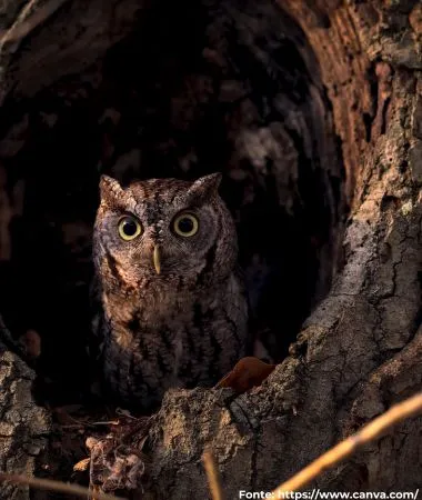 Corujinha-do-mato | Tropical Screech-Owl