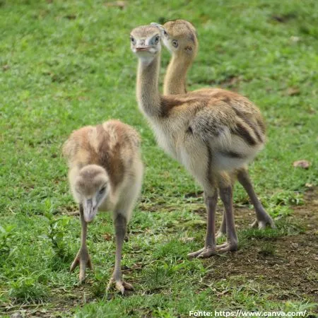Ema | Greater Rhea