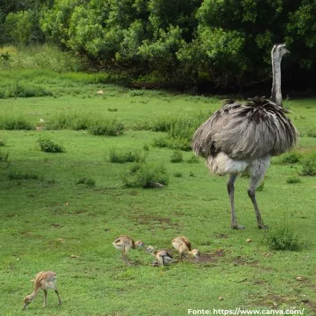 Ema | Greater Rhea