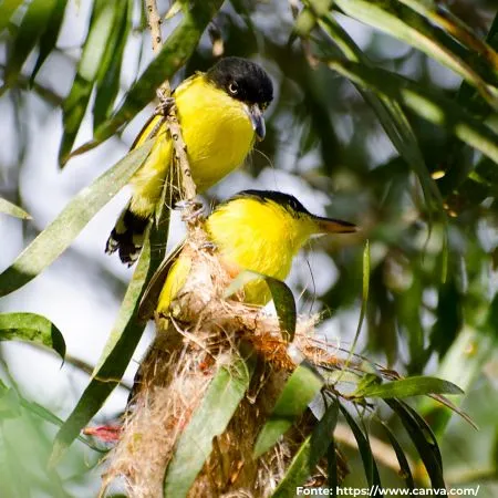 Ferreirinho-relógio | Common Tody-Flycatcher