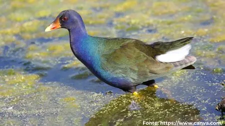 Frango-d'água-azul