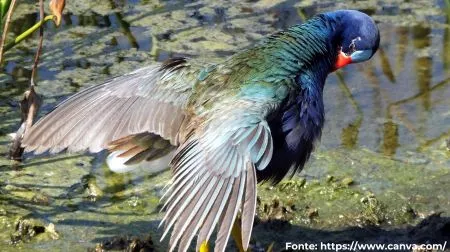 Frango-d'água-azul | Purple Gallinule