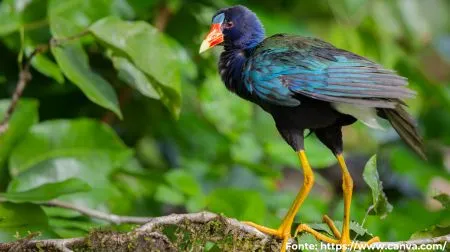 Frango-d'água-azul | Purple Gallinule
