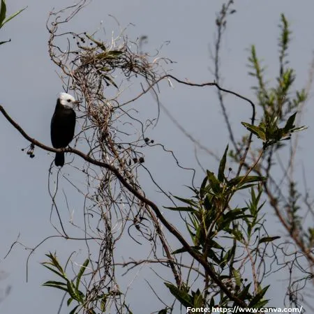 Freirinha | White-headed Marsh Tyrant