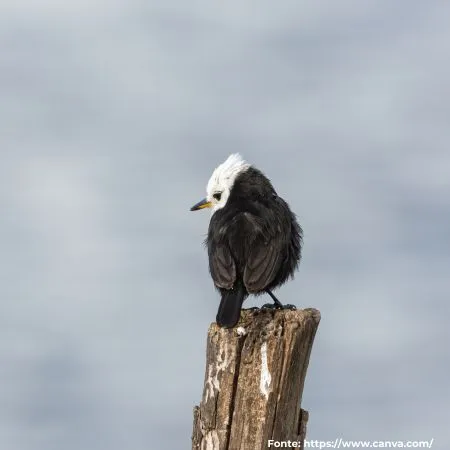 Freirinha | White-headed Marsh Tyrant