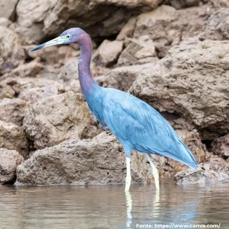 Garça-azul | Little Blue Heron