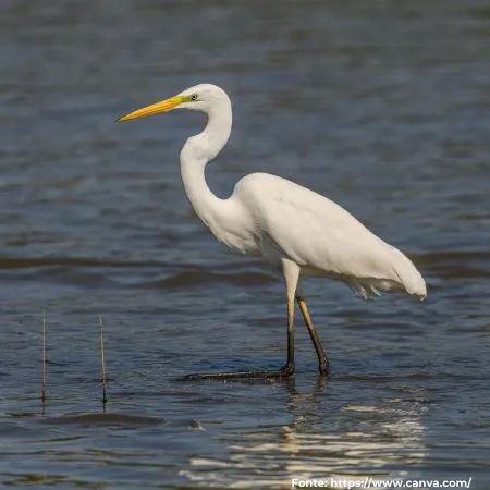 Garça-branca-grande | Great Egret