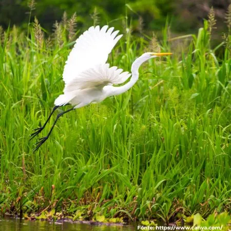Garça-branca-grande | Great Egret