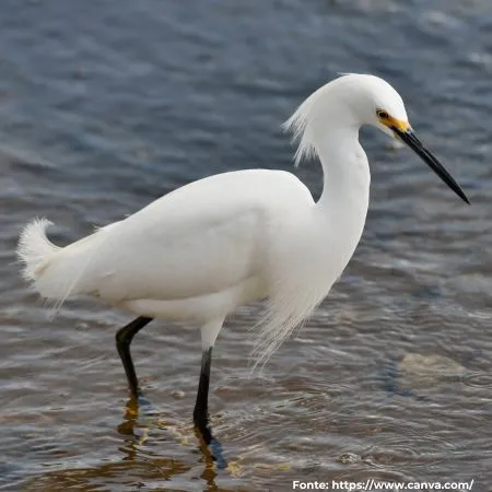 Garça-branca-pequena | Snowy Egret