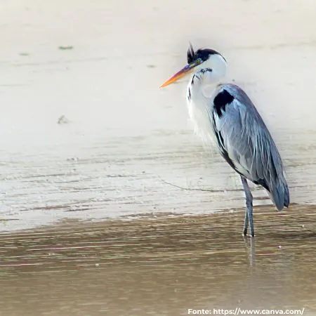 Garça-moura | Cocoi Heron