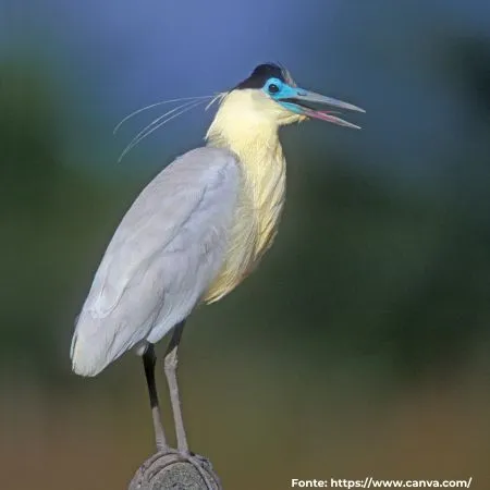 Garça-real | Capped Heron