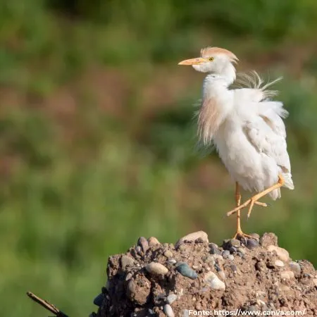 Garça-vaqueira | Cattle Egret