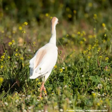 Garça-vaqueira | Cattle Egret