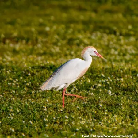 Garça-vaqueira | Cattle Egret