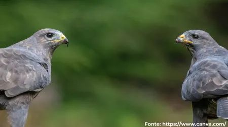 Gavião-carijó | Roadside Hawk