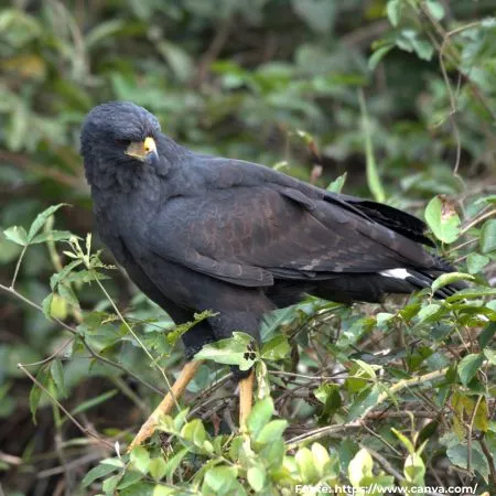 Gavião-preto | Great Black Hawk