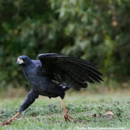Gavião-preto | Great Black Hawk