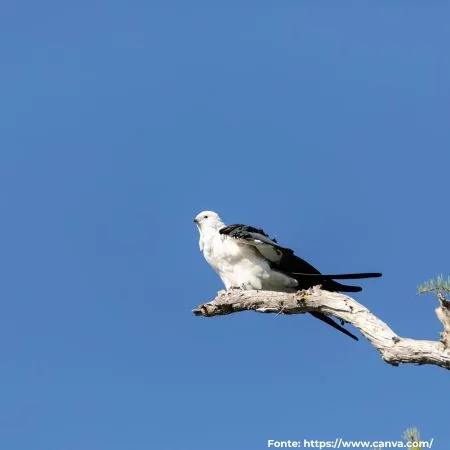 Gavião-tesoura | Swallow-tailed Kite
