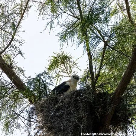 Gavião-tesoura | Swallow-tailed Kite