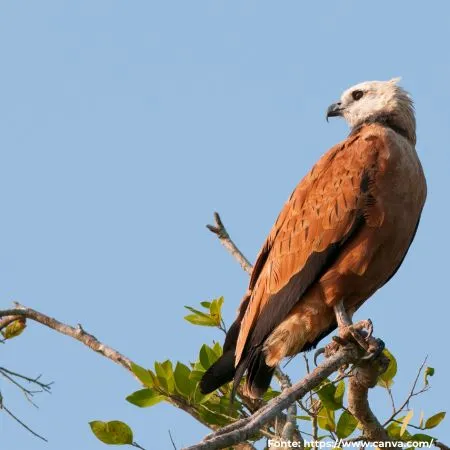 Gavião-velho ou gavião-belo | Black-collared Hawk