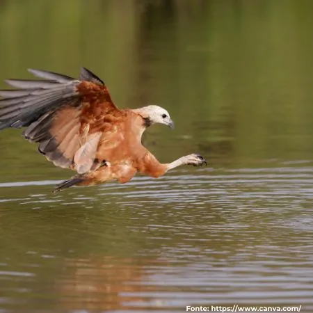 Gavião-velho ou gavião-belo | Black-collared Hawk