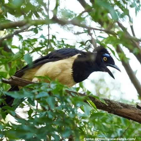 Gralha-picaça | Plush-crested Jay