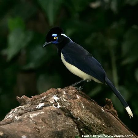 Gralha-picaça | Plush-crested Jay