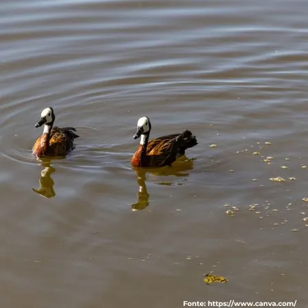 Irerê | White-faced Whistling-Duck