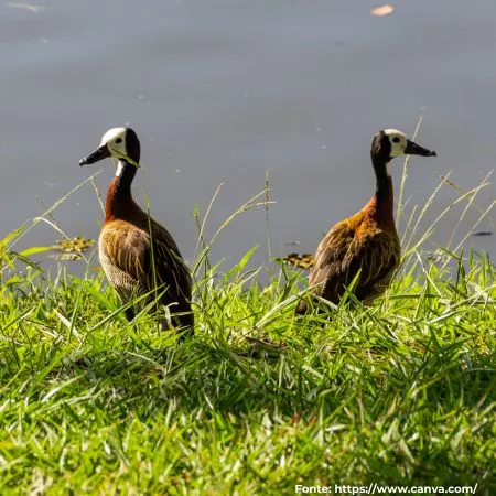 Irerê | White-faced Whistling-Duck
